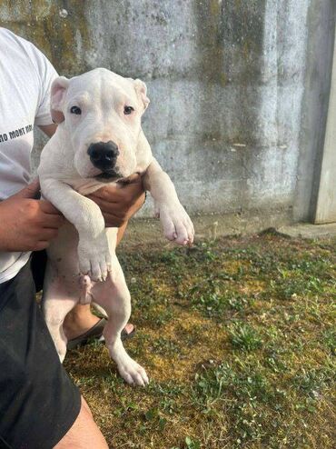 cipele bata na slici: Na prodaju štenci Dogo Argentino stari 3 meseca odličnog porekla