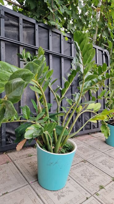 другие комнатные растения: 🌿 Продаю шикарный Замиокулькас — "долларовое дерево" 🌿 ⠀ Высокий