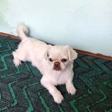 quş yuva: Pekines, 7 ay, Dişi