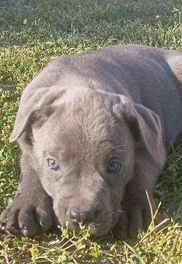 Psi: Kane Korso štenci Odgajivačnica Cane Corso Kennel Heavenly Kingdom FCI na lalafo.rs — 19 Psi: Kane Korso štenci Odgajivačnica Cane Corso Kennel Heavenly Kingdom FCI — 19
