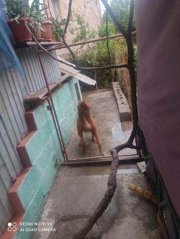 дратхар собака: Питбуль 1.5 года сучка