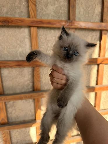 животные кошка: Отдадим бесплатно хотят в хорошие руки😊 2 месяца, кушают сами — 1