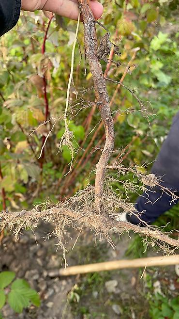 для фрукты: Продам саженцы малины 

Саженцы привезены из Сербии — 3