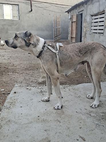 sazan baligi satisi: Qurdbasar, 3 il, Dişi, Peyvəndli, Ünvandan götürmə — 5