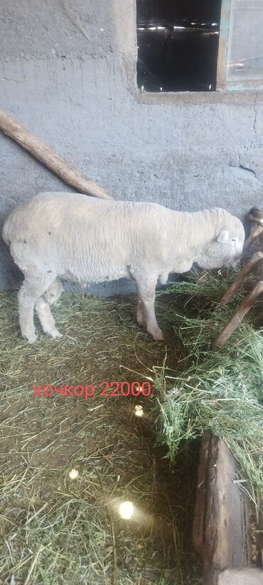 кармушки для овец: Продаю | Овца (самка), Баран (самец) | Меринос | На забой, Для разведения | Осеменитель, Ярка
