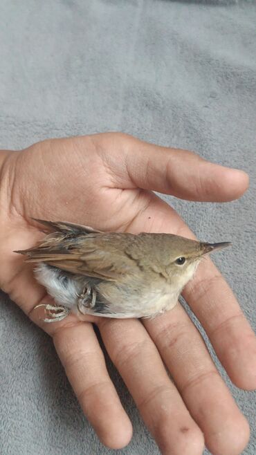 ковры в бишкеке дордой цены 2022 года: Тошок Новый, Ватный матрасс, цвет - Белый