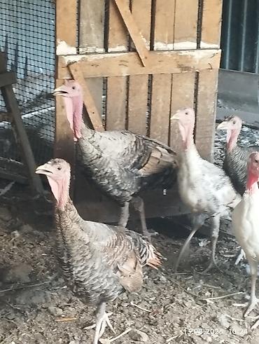 А/ч жаныбарлары үчүн тоюттар: Продаю индюшек 6ти месячные. 5 - 6 штук. 3200 сом за — 2