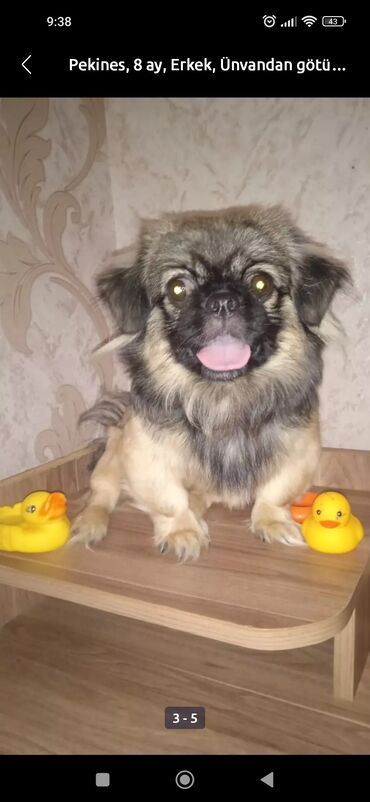 pekines cutlesdirmek: Пекинес, 8 месяцев, Самец, С прививками, Самовывоз