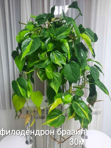 Otaq bitkiləri: Otaq bitkiləri kolleksiyası 1) Papоротnik – 20 m - Sərfəli otaq — 15