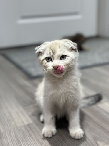 купить вислоухого котёнка: Продается вислоухая шотландская кошка 🐱