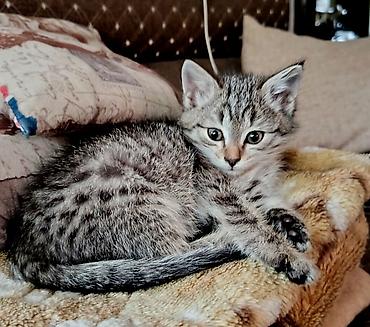 Кошки: Кошка даром: Беспородная, 1 месяц, Девочка, Приучена к лотку, Проглистована — 3