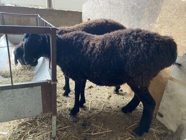 домик для кошки многоуровневый: Продаю | Овца (самка)