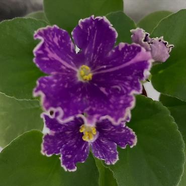 Фиалки и глоксинии: Продам! 1 Детки стандартных сортовых фиалочек. Цена за детку от 80 — 17