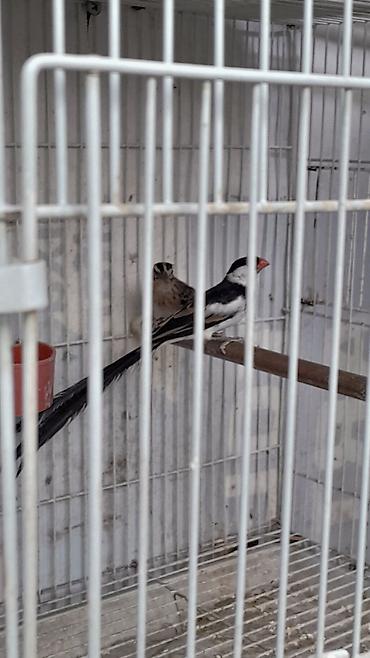 bulbul quşu satışı: Məhsul: Egzotik dekorativ quşlar cütlük Təsvir: - Növ: Uzun quyruqlu — 7