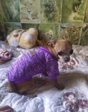 Зоотовары: Одежда для кошек и собак. Все НОВОЕ РАЗМЕР И ЦЕНА УКАЗАНЫ НА ФОТО — 15