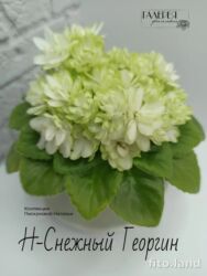 чуйкова исанова: В продаже детки сортовых мини и полумини сортов фиалок 🌺🌿🌺. Нахожусь в