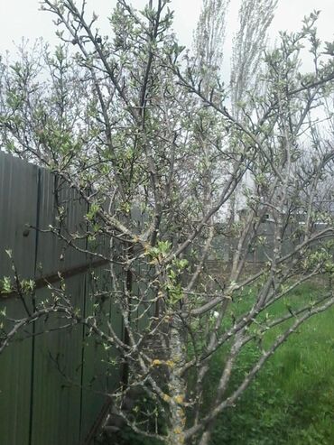 Həyət evləri və villaların satışı: 4 otaqlı, 110 kv. m -da lalafo.az — 2 Həyət evləri və villaların satışı: 4 otaqlı, 110 kv. m — 2