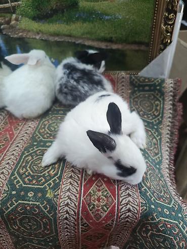 Dovşanlar: Dovşan yemi 2-azn Bala Dovşanlar 5azn. Apilka (Yonqar 1.50azn) — 1