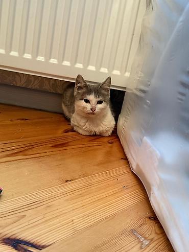 Pişiklər: Yaxşı əllərə — 6