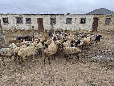 Qoyunlar, qoçlar: 15 balalı qoyun satlırr iri quzularla qiymət razılaşma yolu iləə — 2