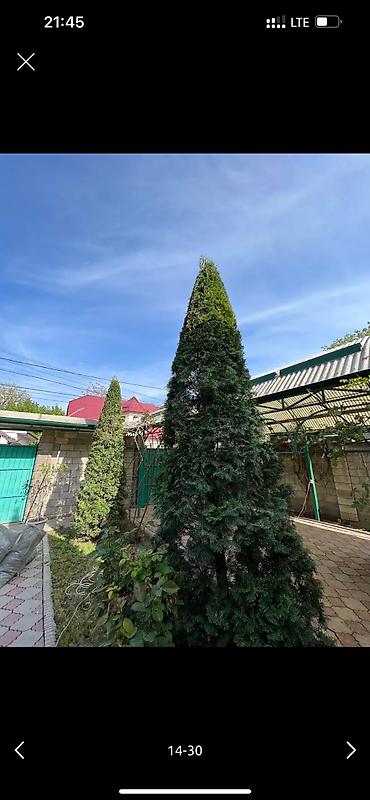 Дворники, садовники: 🌱Я Садовник Стрижка Живой изгородь,самшит,Туи,хвойные растения, Я — 14