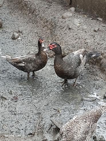 kənd xoruzu: Erkək, | Lal ördək, Damazlıq, Ödənişli çatdırılma — 1