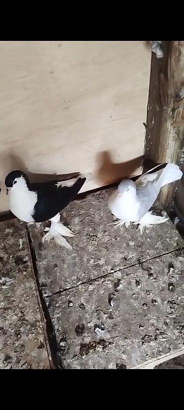 feniks quşu: Cüt bəzəkli göyərçinlər - Növ: bəzəkli/ayaqları lələkli göyərçinlər - — 1