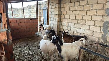 keci heyvan: 6 ana keçi 2 dogub 4 agir bogazdi bu gun sabah birin balasi yeke biri — 9
