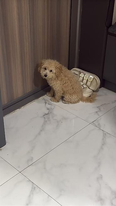 Pudel