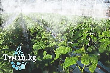 грибная ферма: 🌿 Туман.кг - Охлаждение и увлажнение для теплиц и грибниц — Tuman.kg 🌿 — 2