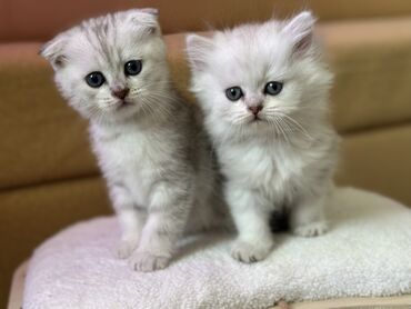 бархатные котята: Пара пушистых котят с голубыми глазами. У одного котенка прямые уши, у