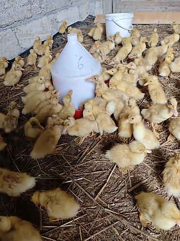 Ördəklər: Məhsul: Ördək balaları (cücələr) Təsvir: - Şəkillərdə böyük sayda — 8