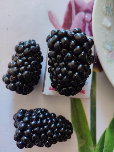 Фрукты и ягоды: Лохнесс. Саженцы безшипной ежевики (ежемалины). Сорт урожайный — 9