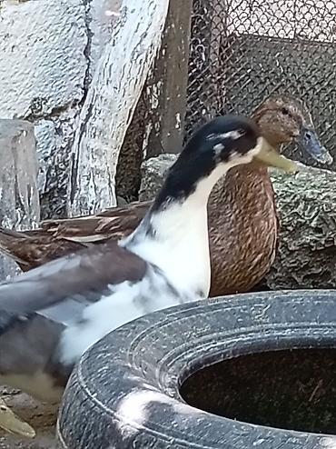 akvarium az: Muscovy ördəkləri (indo-ördəklər) – müxtəlif rəng çalarlarında Məhsul — 10