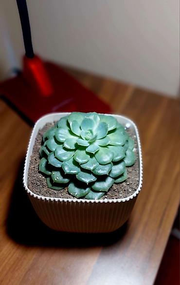 Otaq bitkiləri: Qara plastik qabda olan bu şirəli bitki otağınıza və ya ofisinizə — 2