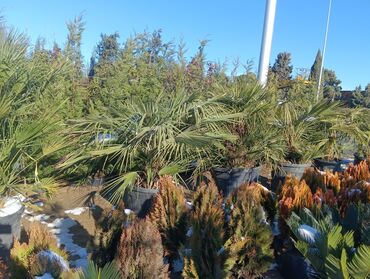 Torf: Aqaclarin satsi torf gubresde satışda var Baqlarin salınması -da lalafo.az — 6 Torf: Aqaclarin satsi torf gubresde satışda var Baqlarin salınması — 6