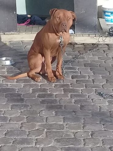 it satış: Pitbull satilir