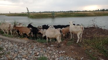 ток сатылат: Сатам | Эчки (ургаачы), Теке (эркек) | Аргын | Союуга, Көбөйтүү үчүн, Сүт алуу үчүн | Асыл тукумдуу