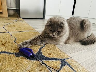мыш: Милый и доброжелательный Наш очаровательный котик ищет себе подружку