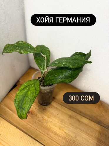 Хойи: Хойя (Hoya) - Хойя публикалис сплэш –Цена: 450 сом. - Хойя Мередити — 10