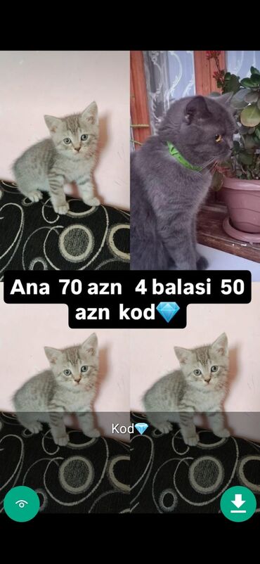 Pişiklər: Erkək, Ünvandan götürmə — 10