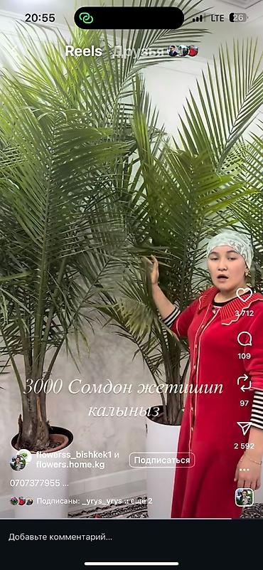 Другие комнатные растения: Предлагаются различные комнатные растения в горшках. В наличии кротоны — 22