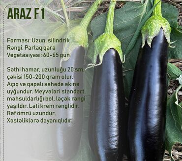 Toxumlar: Aluzze qarpiz toxumu — 15