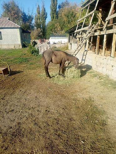 продаю карову: Продаю | Кобыла (самка), Жеребенок — 5