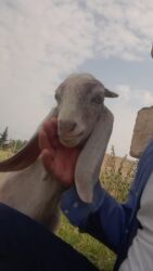 Süd: Keci sudu satilir.Qiymeti 3 manat.catdirilma var(odeniwli)!!Baki wheri — 5