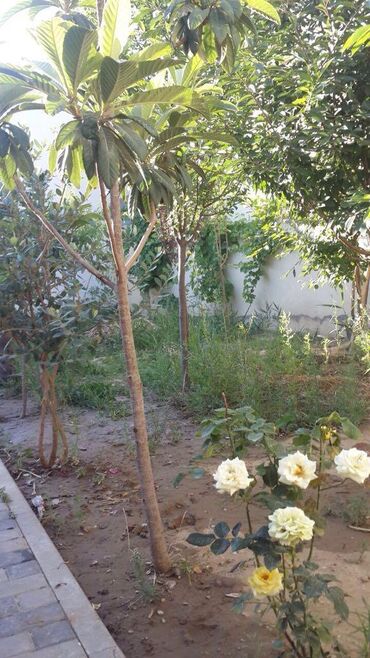 Bağ evlərinin kirayəsi: 115 kv. m, 3 otaqlı, Hovuzsuz, Kombi, Qaz, İşıq — 11