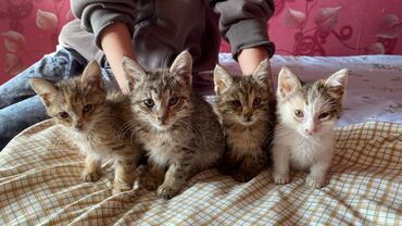 щенок стаффа: Котята, помёт из пяти малышей. Возраст — примерно 1,5–2 месяца. Окрас at lalafo.kg щенок стаффа: Котята, помёт из пяти малышей. Возраст — примерно 1,5–2 месяца. Окрас