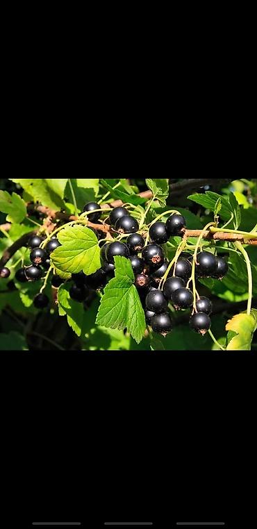 Другие декоративные деревья: Живые изгороди быстро растущие, растут до 4х метров. Сорт бархатный — 7