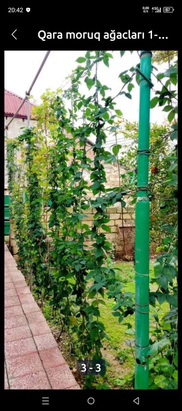 Şitillər: Sarı və qırmızı və qara moruq (çəpər) tingləri5-3-10 Məhsul: - Açıq — 6