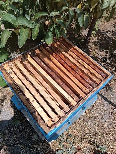 sudluk inekler satışı: Arıçılıq üçün taxta pətək korpusları - Material: qalın taxta — 8